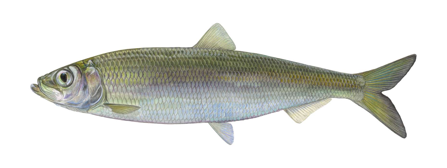 Fisch des Jahres 2021 Der Hering 