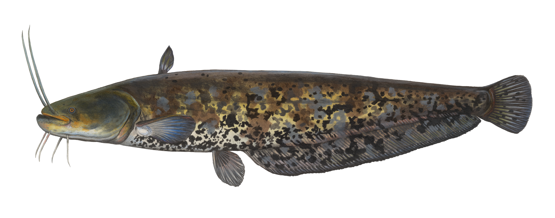 Fisch des Jahres 2026 Der Wels